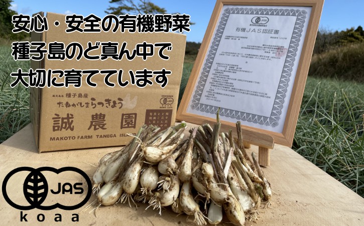 【 先行予約 】たねがしま らっきょう 誠農園 ( 種子島 有機 JAS 根つき 生らっきょう) 1kg　NFN583【250pt】 // 有機栽培 オーガニック 安心・安全 栄養価が高い 健康食材 甘酢 キムチ等の漬物 天ぷら