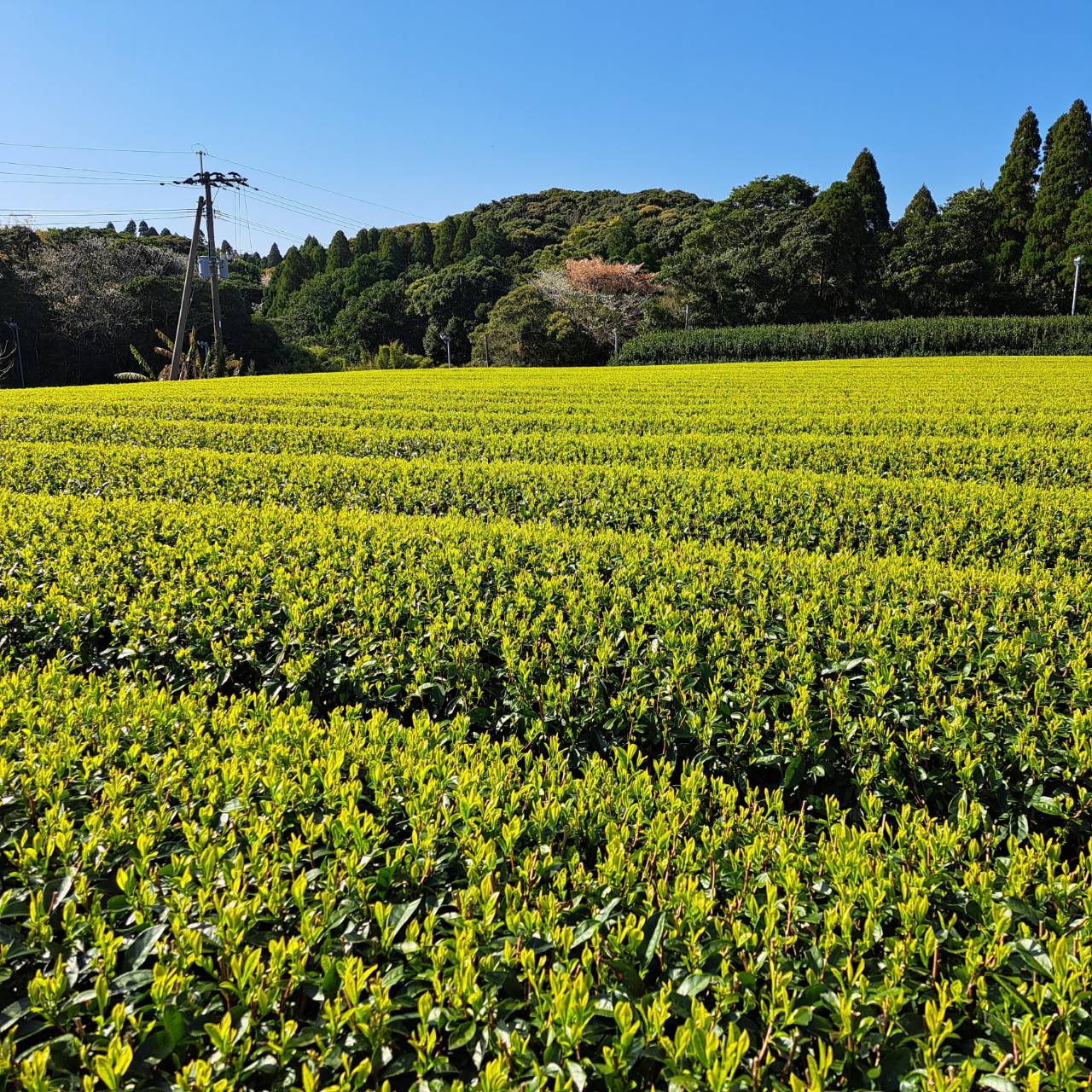 ããããããŸã4000ãç²æ« è¶ã»ããïŒç·è¶ã»ã»ããè¶ïŒ NFN947ã100ptã // ãªãŒã¬ãã㯠蟲è¬äžäœ¿çš äžçªè¶ èªåèªè£œ æäœæ¥ ããŠã㌠ãµããŸã€ ãã³ãã