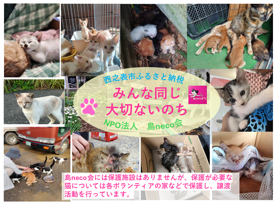 縲占ソ皮、シ蜩√↑縺励醍賢諢幄ュキ豢サ蜍墓髪謠エ NFN640 縲200PT縲// 迚ケ螳夐撼蝟カ蛻ゥ豢サ蜍墓ウ穂ココ縲遞ョ蟄仙ウカ 蟲カneco莨