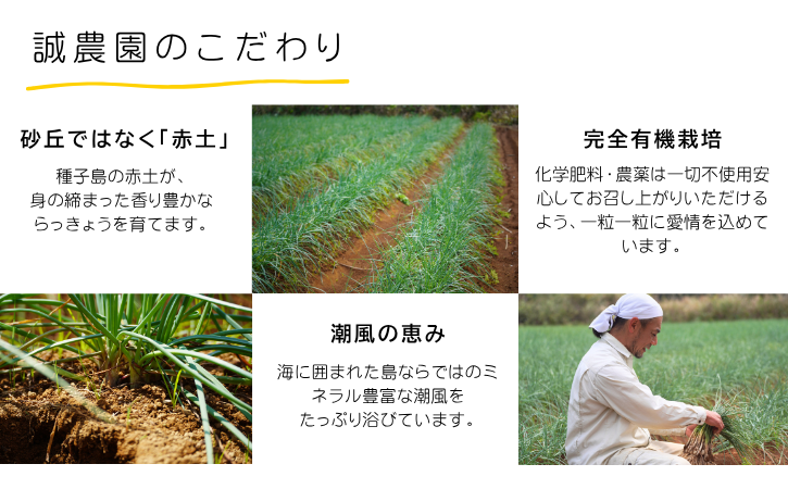 誠農園 の  たねがしま らっきょう （ 有機 JAS 根つき 生らっきょう）２ｋｇ　NFN489【350pt】// 有機栽培 オーガニック 安心・安全 栄養価が高い 健康食材 甘酢 キムチ等の漬物 天ぷら