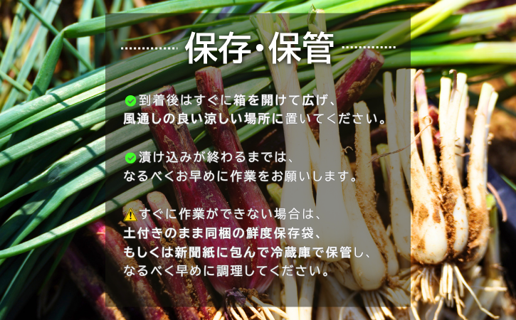 誠農園 の  たねがしま らっきょう （ 有機 JAS 根つき 生らっきょう）２ｋｇ　NFN489【350pt】// 有機栽培 オーガニック 安心・安全 栄養価が高い 健康食材 甘酢 キムチ等の漬物 天ぷら
