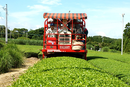 種子島 松寿園 うまか茶  100ｇ× 10袋　NFN336 【550pt】 //自家焙煎 ブレンド 伝統百年の茶園 香ばしくまろやか 美味しいお茶の入れ方 