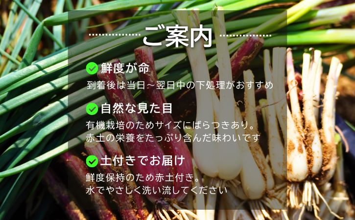 【 先行予約 】 たねがしま らっきょう 誠農園 ( 種子島 有機 JAS 根つき 生らっきょう) 1kg　NFN583【250pt】 // 有機栽培 オーガニック 安心・安全 栄養価が高い 健康食材 甘酢 キムチ等の漬物 天ぷら