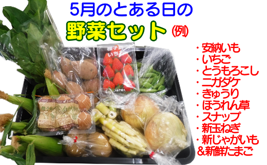 ３か月 定期便 ・ 種子島 の 新鮮  野菜 と 果物 ７〜１０品 と 鶏卵 セット　NFN475【975pt】