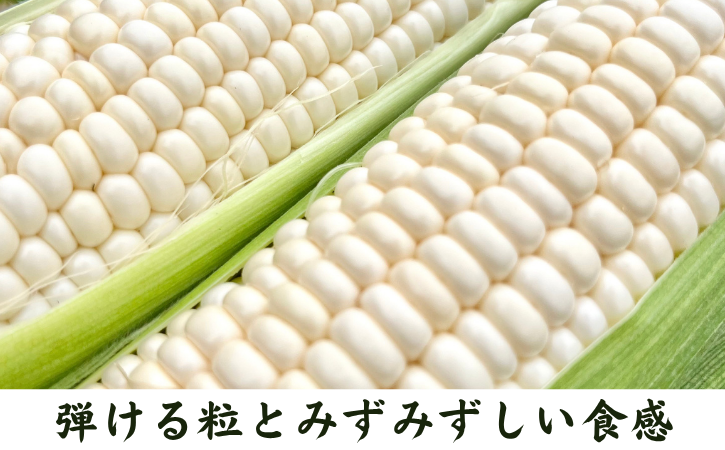 【 先行予約 】 種子島 産 朝どれ とうもろこし ホワイトコーン (15～18本)　NFN618【400pt】 ホワイトコーン トウモロコシ 人気 期間限定 朝獲れ 新鮮 数量限定 甘み 柔らかい ジューシー 冷蔵便