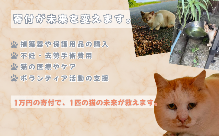 縲占ソ皮、シ蜩√↑縺励醍賢諢幄ュキ豢サ蜍墓髪謠エ NFN642 縲100PT縲// 迚ケ螳夐撼蝟カ蛻ゥ豢サ蜍墓ウ穂ココ縲遞ョ蟄仙ウカ 蟲カneco莨