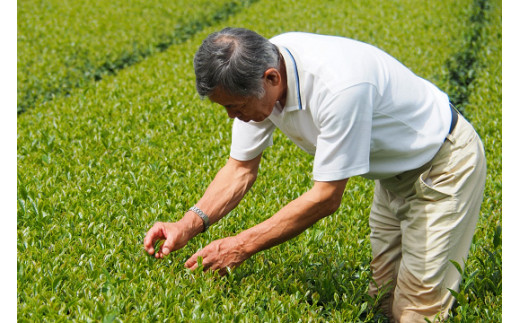 種子島  松寿園 うまか茶 100ｇ×6袋　NFN335 【375pt】 // 自家焙煎 ブレンド 伝統百年の茶園 香ばしくまろやか 美味しいお茶の入れ方