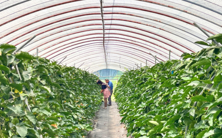 ã 7æäžæ¬ïœ8æ å
è¡äºçŽ ãçš®åå³¶ é»è²ã ããã·ã§ã³ãã«ãŒã ãã蟲å (20åå
¥ã)ãNFN600 ã450ptã // 倿éå® å®å¿ã»å®å
š