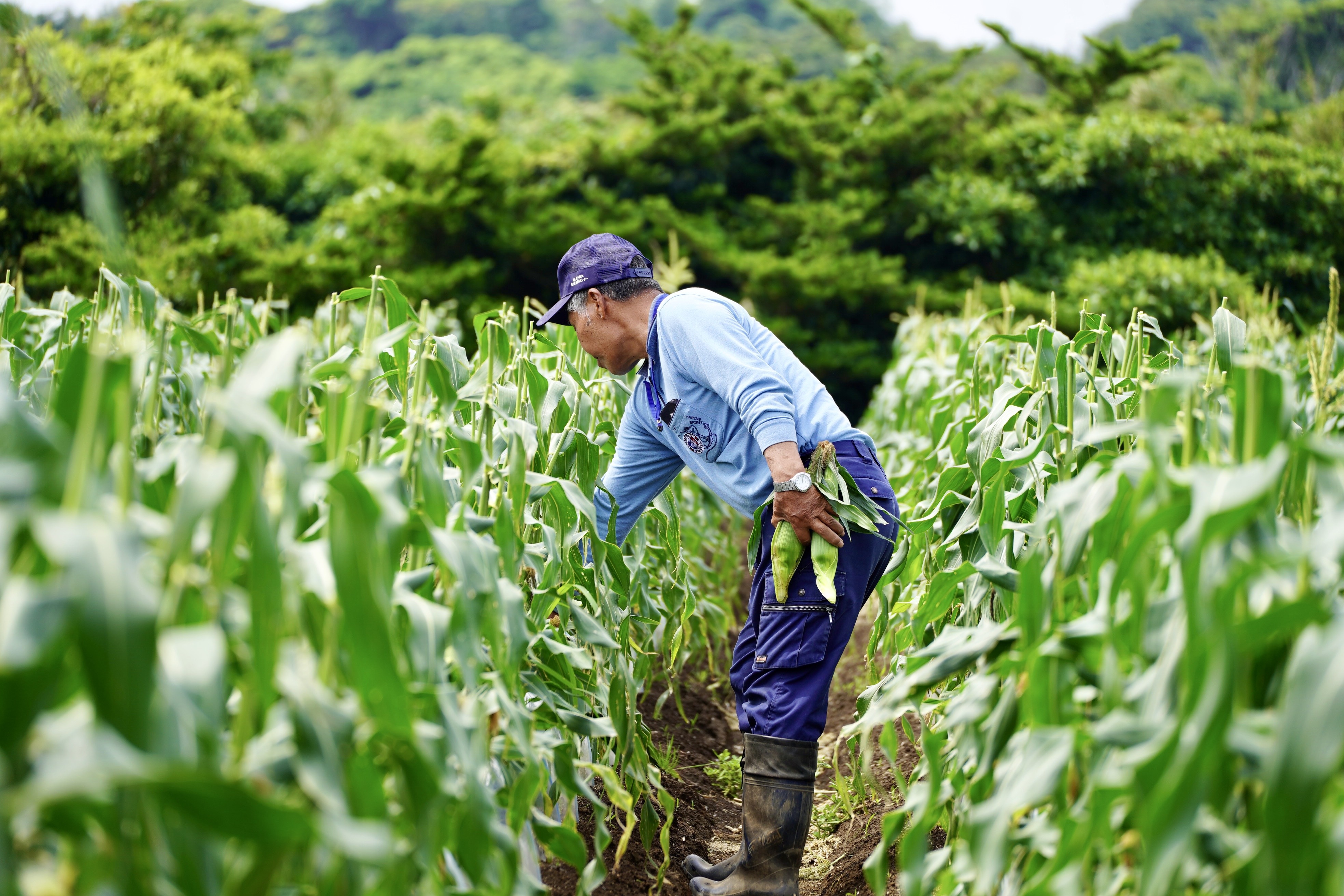  【 先行予約 】 種子島 産 朝 どれ とうもろこし （15〜18本）　NFN319【375pt】