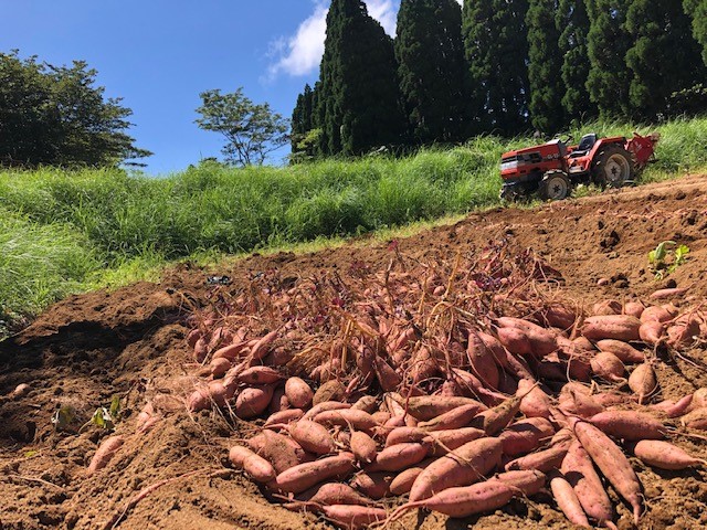 種子島 産 オーガニック (有機) 種子島安納いも (誠農園) ３kg　NFN599 【250pt】 有機栽培 有機JAS認証 皮まで丸ごと 安納いも 安納芋 熟成 糖度 オーガニック 安心安全