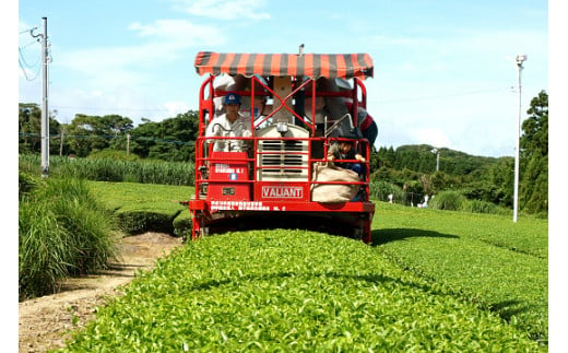 種子島  松寿園 うまか茶 100ｇ×6袋　NFN335 【375pt】 // 自家焙煎 ブレンド 伝統百年の茶園 香ばしくまろやか 美味しいお茶の入れ方