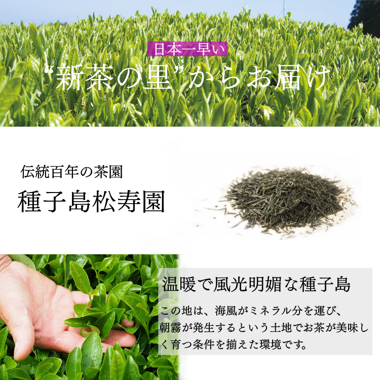 【 先行予約 】 希少品種 種子島 茶 「 松寿 」1袋　 NFN613【175pt】// 新茶 緑茶