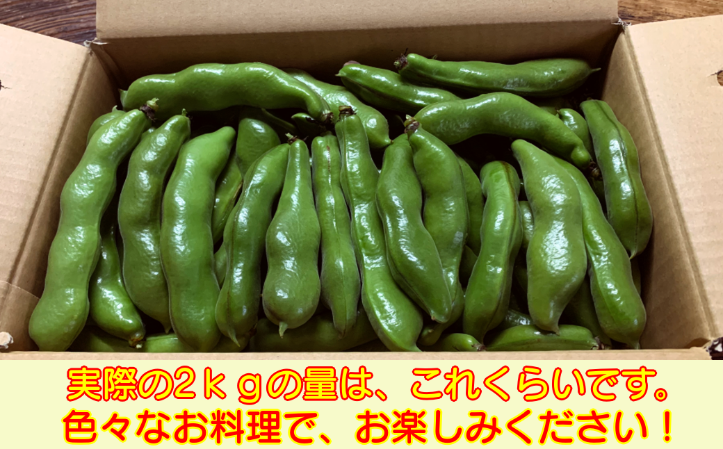 種子島 農園 のむさん 早春 の そらまめ 4ｋｇ　NFN300【600pt】