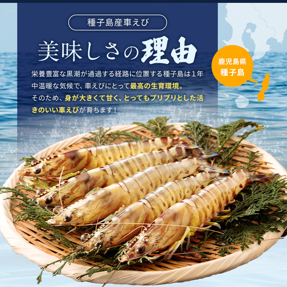 種子島 産 車えび M L 3L サイズミックス 冷凍 車海老 (250g×3袋) 計750g　NFN671 【450pt】 // 黒潮 活きえび 急速冷凍 真空パック冷凍 加熱用 甘み 旨み 新鮮 ぷりっぷり 250ｇ 小分け 塩焼き 海老フライ 天ぷら エビチリ