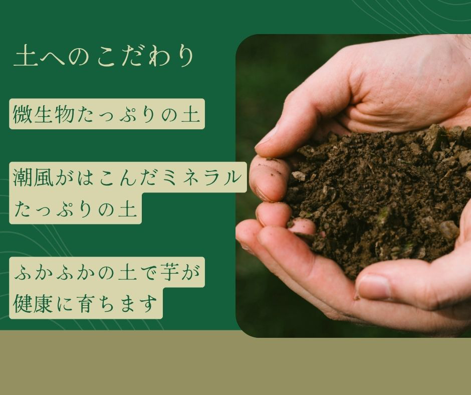 種子島 石蔵 長期熟成 安納いも ( Mサイズ ) 5kg　NFN638 【400pt】// 有機肥料 減農薬栽培 安全安心