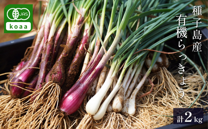 赤＆白 有機 オーガニック らっきょう 詰合せ セット  誠農園 ( 種子島  JAS 根つき 生らっきょう) 2kg　NFN673【400pt】 // 有機栽培 オーガニック 安心 安全 栄養価が高い 健康食材 甘酢 キムチ等の漬物 天ぷら 