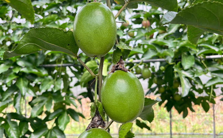 ã 7æäžæ¬ïœ8æ å
è¡äºçŽ ãçš®åå³¶ é»è²ã ããã·ã§ã³ãã«ãŒã ãã蟲å (20åå
¥ã)ãNFN600 ã450ptã // 倿éå® å®å¿ã»å®å
š