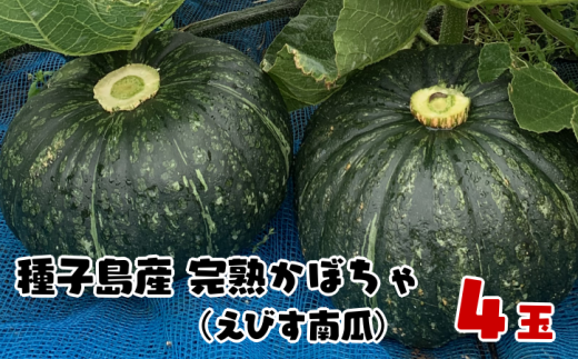【 先行予約 】種子島 産 完熟 かぼちゃ （ えびす 南瓜） ４玉　NFN495【375pt】