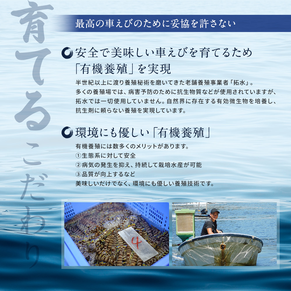 種子島 産 車えび M L 3L サイズミックス 冷凍 車海老 (250g×3袋) 計750g　NFN671 【450pt】 // 黒潮 活きえび 急速冷凍 真空パック冷凍 加熱用 甘み 旨み 新鮮 ぷりっぷり 250ｇ 小分け 塩焼き 海老フライ 天ぷら エビチリ