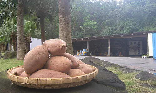 種子島 石蔵 長期熟成 安納いも ( Mサイズ ) 5kg　NFN638 【400pt】// 有機肥料 減農薬栽培 安全安心