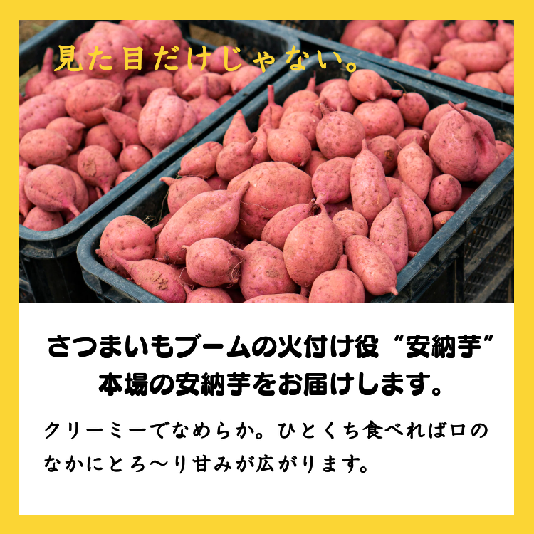 種子島 安納いも の 冷凍 焼き芋 『taneco』 保冷バッグ 入り　NFN472【350pt】