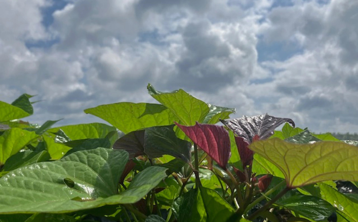 種子島 中園ファーム 熟成 安納芋 の 黄金 塩けんぴ 50g×5袋　NFN633【250pt】 安納いも 芋けんぴ 熟成 スイーツ 安納芋 お菓子 加工品 さつまいも 無添加 お菓子 国産 自然派 スナック 天然の甘み 特産品 鹿児島 お土産