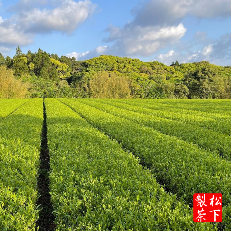 【 先行予約 】 種子島 の 有機 粉末 緑茶 ２袋  松下製茶 NFN670【150pt】 // ふんまつ パウダー フンマツ オーガニック 一番茶