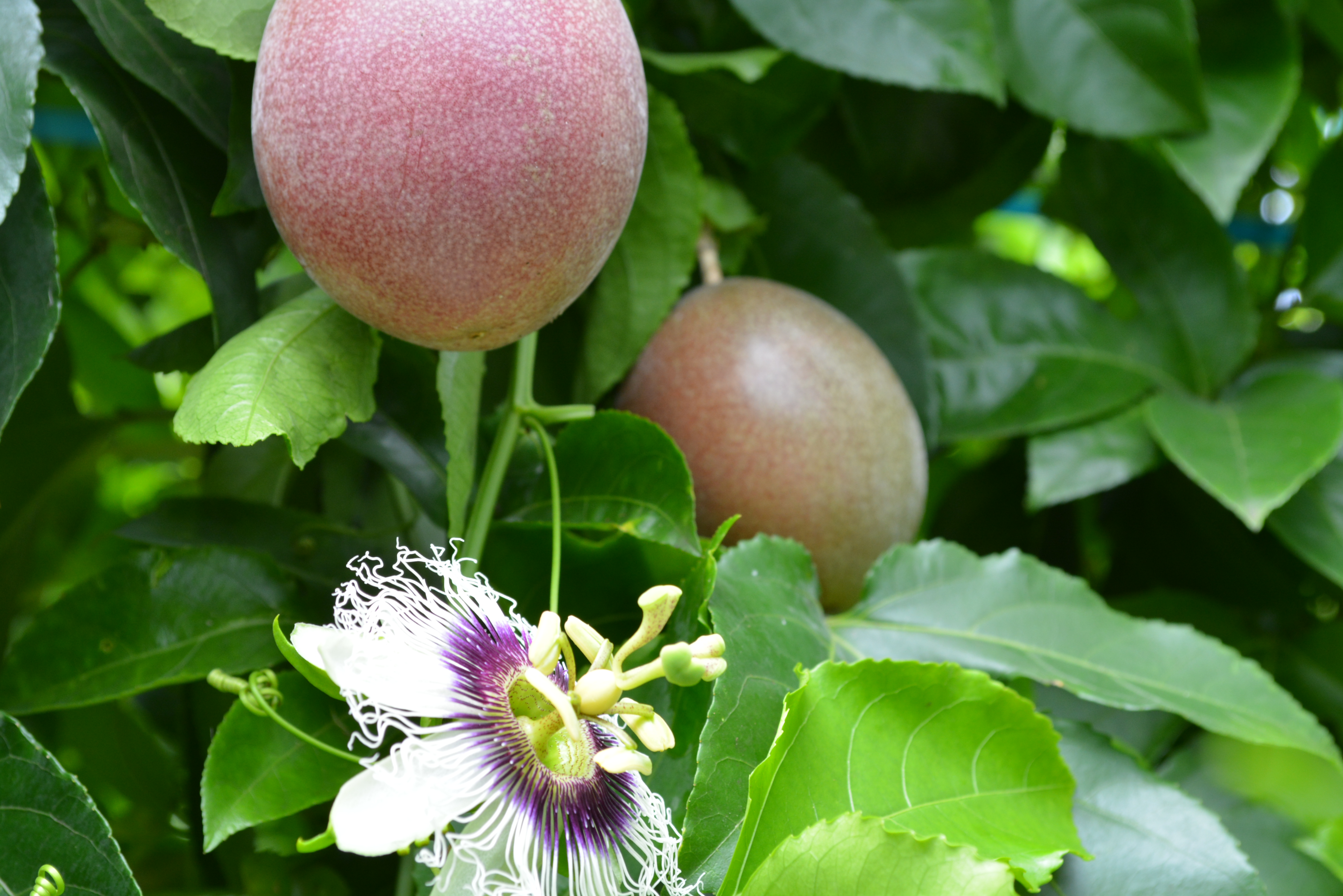 【 6月下旬～8月初旬 先行予約 】種子島 産 パッションフルーツ (20個入り) 　NFN040 【450pt】 // 種子島産 夏期限定 南国 無農薬 安心 安全 K-GAP 果物 夏の果物