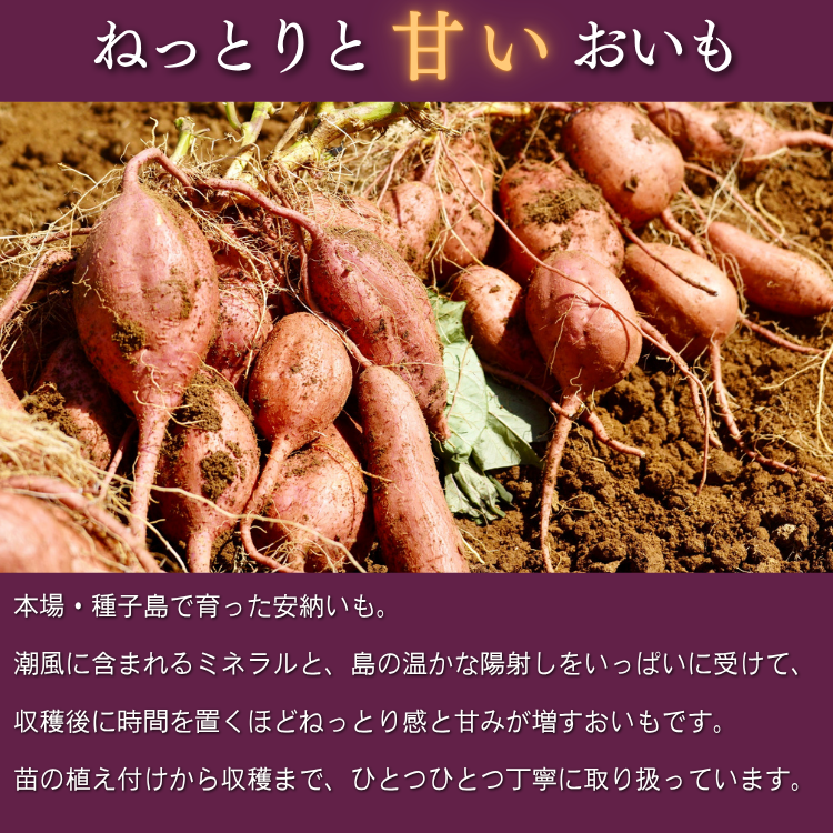 ã æ°ç© 11æïœ ã çš®åå³¶ ãã£ããç³ãã å®çŽãã ( çãã ) S ãµã€ãº 5kgãNFN629ã300ptã