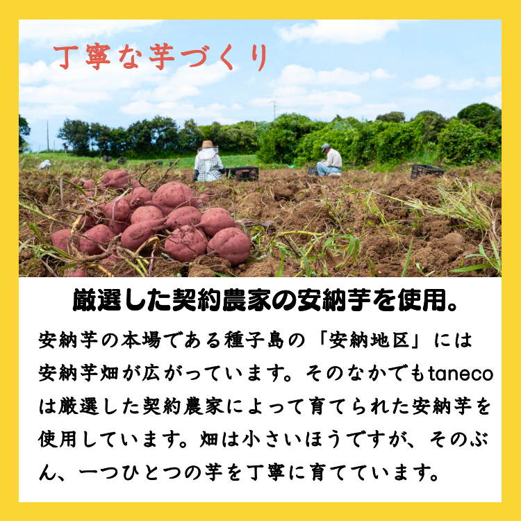種子島 安納いも の 冷凍 焼き芋 『taneco』 保冷バッグ 入り　NFN472【350pt】
