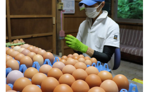 【３か月定期便】 夢まる ガーデン の平飼い 産み立て たまご  ６０個×３回分　NFN477【1500pt】 // こだわり ３か月連続 玉子 たまご 卵 毎日牧草 発酵飼料 観察・ふれあい 生みたて 産みたて