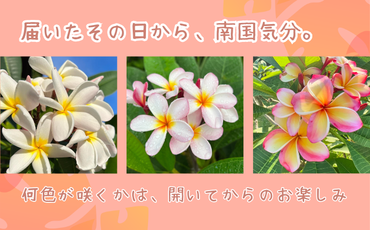  【季節限定】種子島 プルメリア 苗木 1鉢　NFN672 【300pt】 //  ハワイアンフラワー 南国 植物 苗木 花 観葉植物 芳香