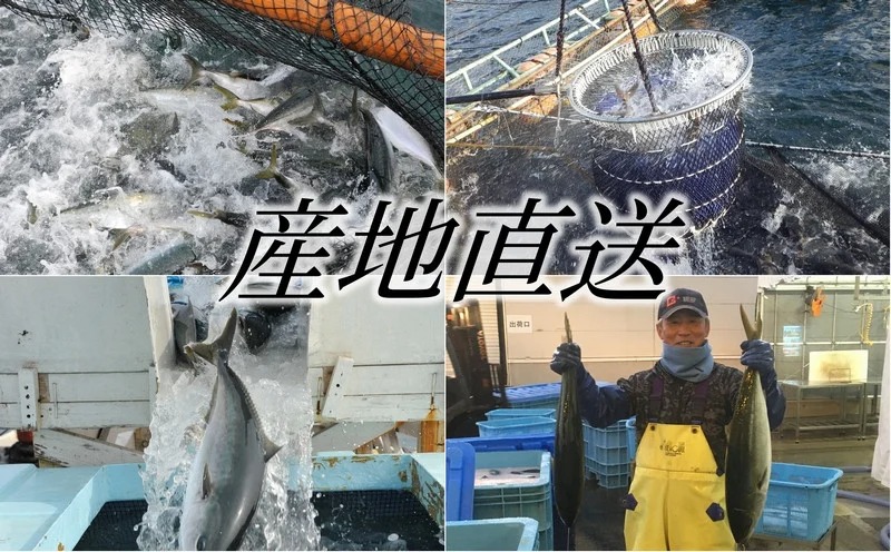AQ-4710-202605／【鹿児島産ぶり】冷蔵・ぶり皮無ロイン（背腹計4p）
