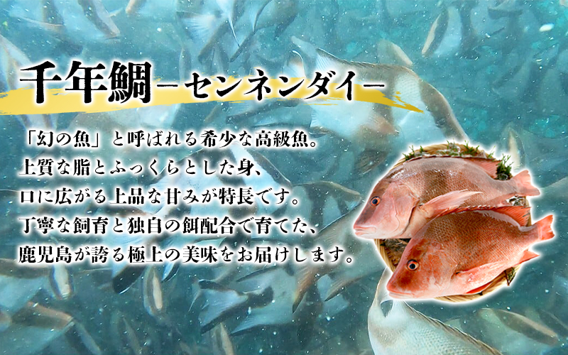 C3-7710／康秀の千年鯛 刺し身スライス 4皿