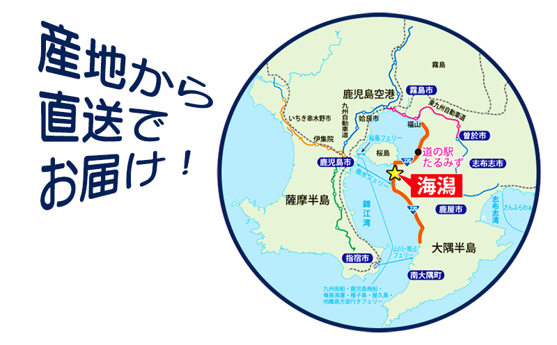 A1-0114／カンパチ頭煮付け　びんた煮　４個（常温あら煮）