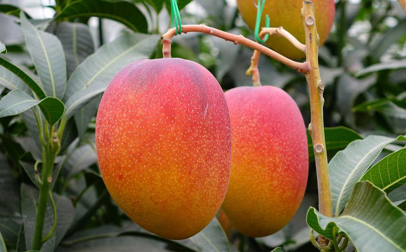 C3-22143ïŒãèš³ããåã鹿å
å³¶ç£ æž©æ³ãã³ãŽãŒ 3kg æééå® ã2026幎å€çºéã