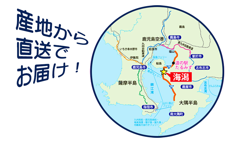 B2-0111／垂水カンパチ『海の桜勘』10人前 お刺身コース
