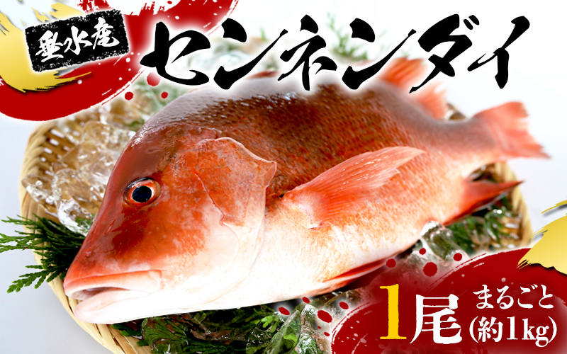 B2-7705／センネンダイ 丸ごと 1尾（内臓処理なし・約1kg）