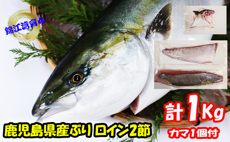 B2-8001／【予約販売 12月中旬以降順次発送】鹿児島県産 ぶり ロイン 2節 （計1kg以上）＋ カマ 1個