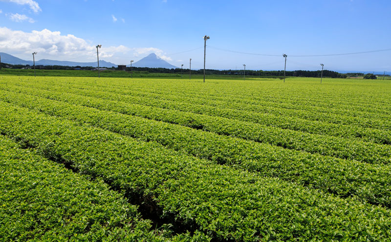 A1-22489／財宝のおいしい お茶 500ml×24本×2箱