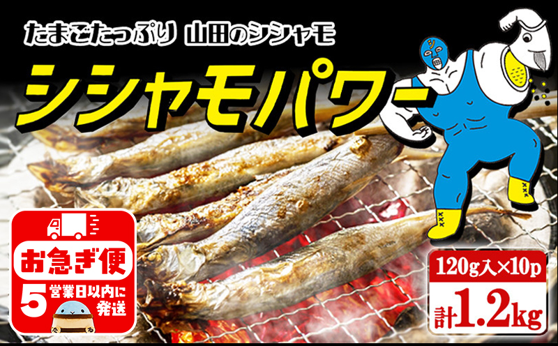 A1-1802／冷凍 子持ち からふとししゃも シシャモパワー　1.2kg（120g×10パック）