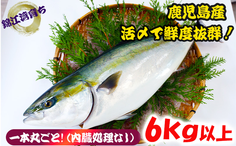 C3-8001／【予約販売 12月中旬以降順次発送】鹿児島県産 ぶり まるごと1尾 6kg以上（内臓処理なし）