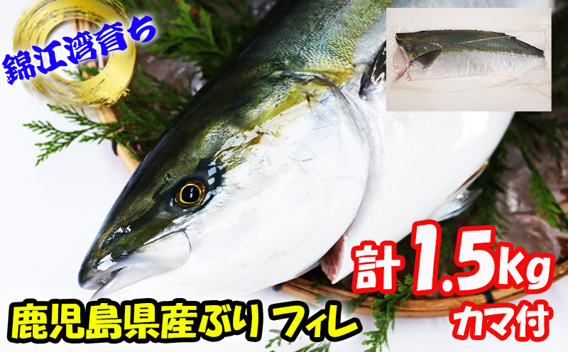 A1-8001／【予約販売 12月中旬以降順次発送】鹿児島県産 ぶり フィレ 1枚 （1.5kg以上）カマ付き