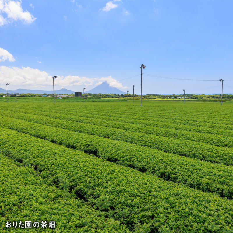 C3-22126／【3回定期】かごんま緑茶 280ml×48本 ペットボトル 鹿児島 知覧茶葉 使用 天然アルカリ温泉水 財寶温泉 抽出 財宝