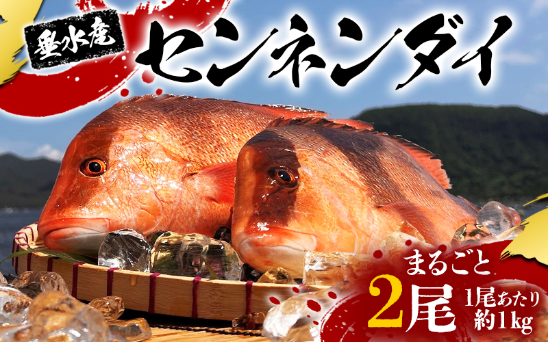 E5-7702／センネンダイ 丸ごと 2尾（内臓処理なし・1尾あたり約1kg）