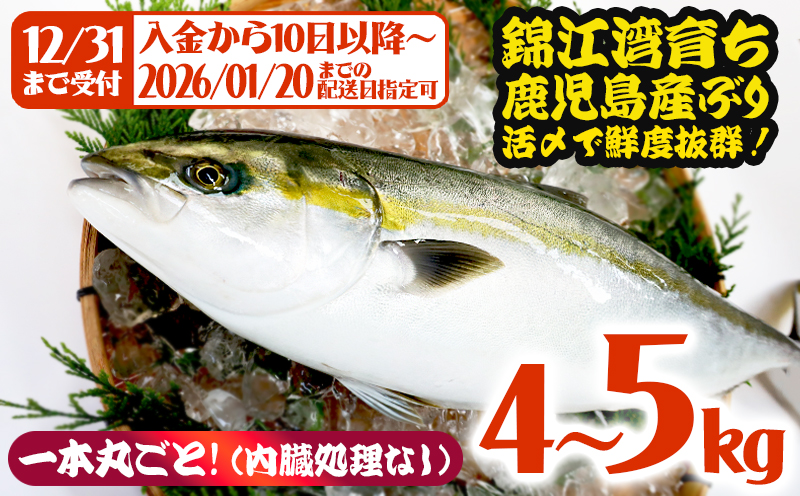 B2-8002／【予約販売 12月中旬以降順次発送】鹿児島県産 ぶり まるごと1尾 4kg以上 (内臓処理なし）