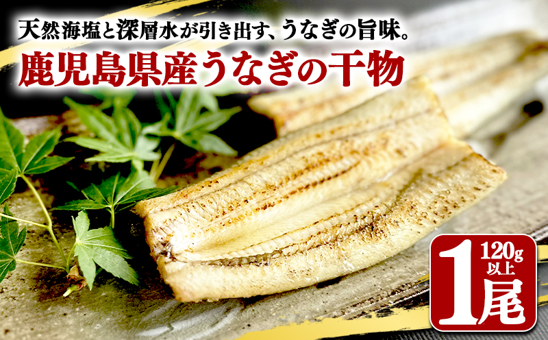 鹿児島県産　うなぎ干物　1尾（120g以上）