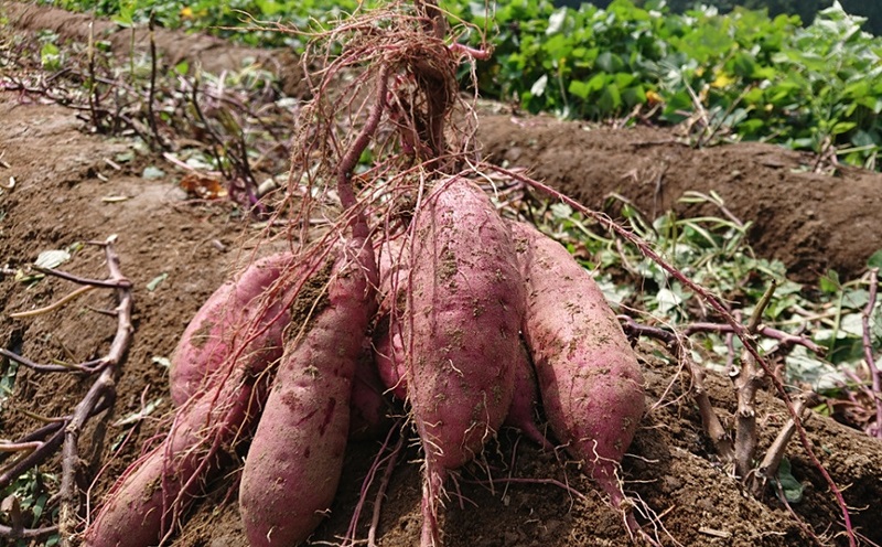 A1-2147／宮下さんちの【幻のつらさげ芋】の焼き芋 1kg