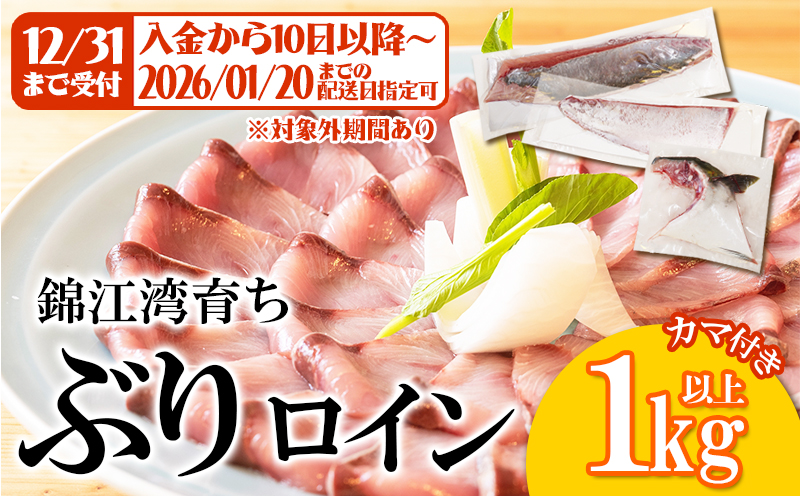 B2-8001／【予約販売 12月中旬以降順次発送】鹿児島県産 ぶり ロイン 2節 （計1kg以上）＋ カマ 1個