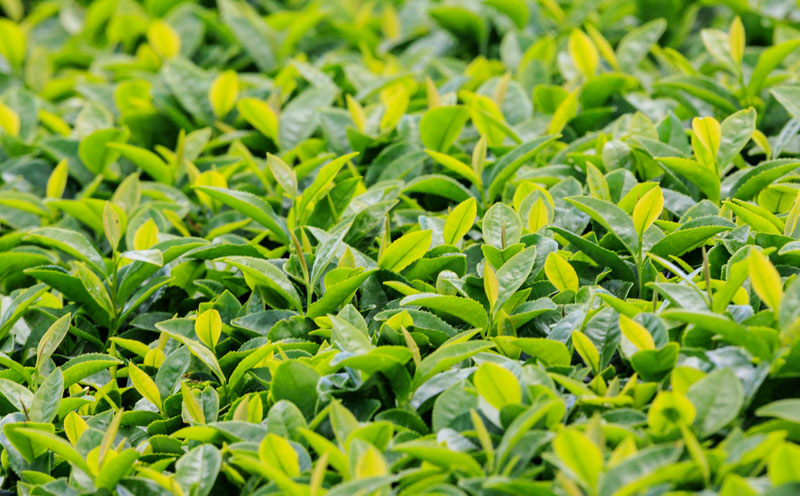 C3-22119／【3回定期】財宝のおいしい お茶 500ml×24本×2箱